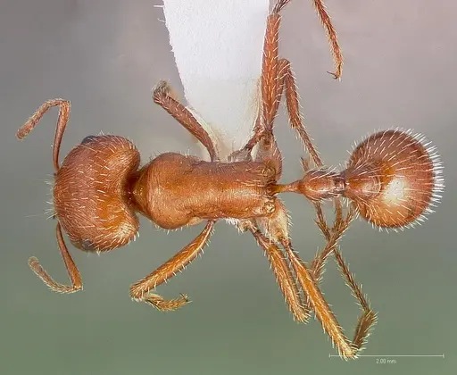 Pogonomyrmex maricopa - CASENT0005712