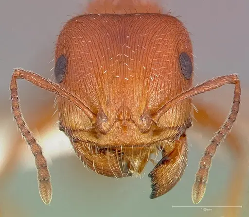Pogonomyrmex maricopa - CASENT0005712