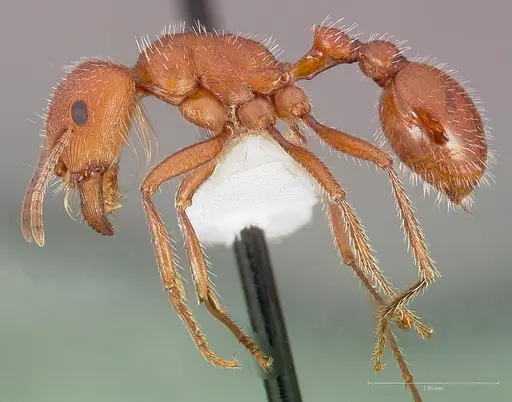 Pogonomyrmex maricopa - CASENT0005712
