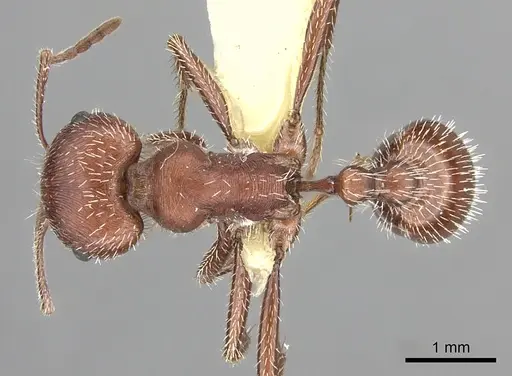 Pogonomyrmex maricopa - CASENT0217277