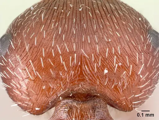 Pogonomyrmex maricopa - CASENT0217277