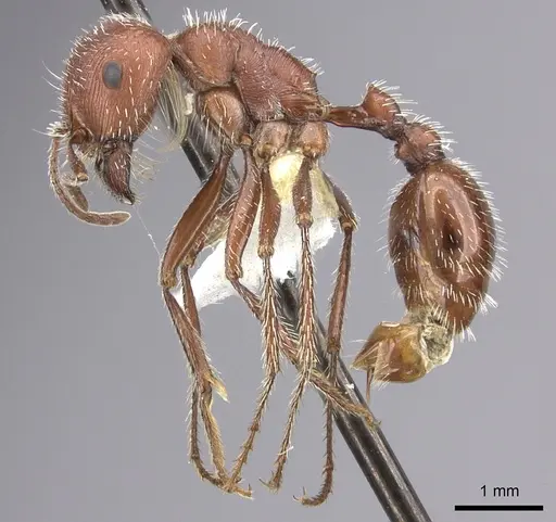 Pogonomyrmex maricopa - CASENT0217277