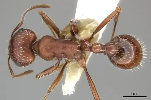 Pogonomyrmex maricopa - CASENT0235322