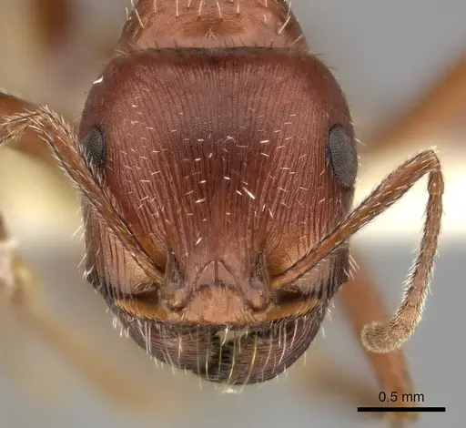 Pogonomyrmex maricopa - CASENT0235322