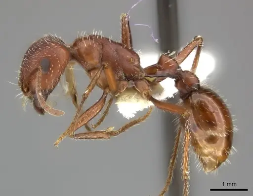 Pogonomyrmex maricopa - CASENT0235322