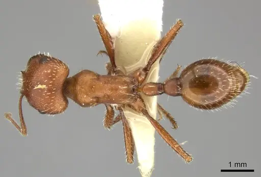 Pogonomyrmex maricopa - CASENT0235323
