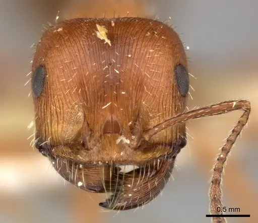 Pogonomyrmex maricopa - CASENT0235323