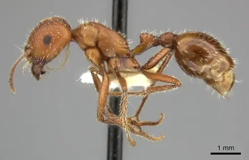 Pogonomyrmex maricopa - CASENT0235323