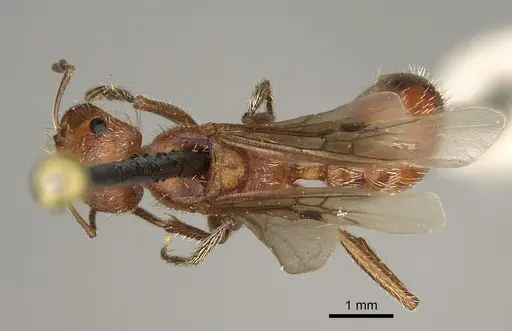 Pogonomyrmex maricopa - CASENT0863107