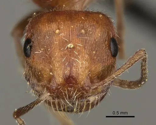 Pogonomyrmex maricopa - CASENT0863107