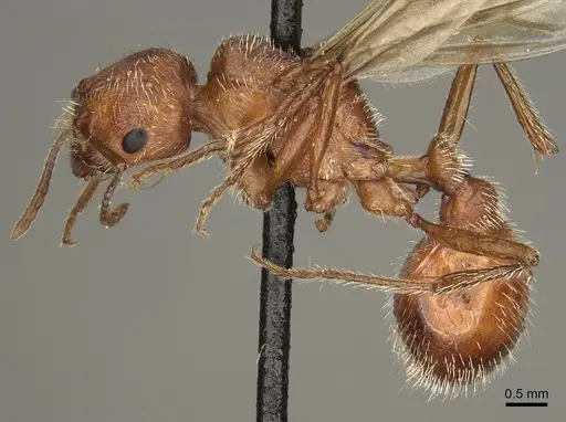 Pogonomyrmex maricopa - CASENT0863107