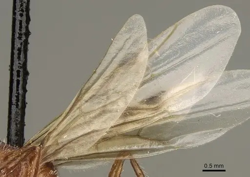 Pogonomyrmex maricopa - CASENT0863107