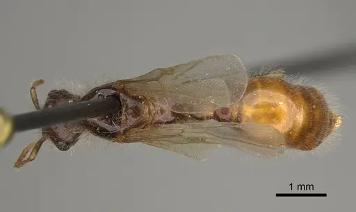 Pogonomyrmex maricopa - CASENT0863108