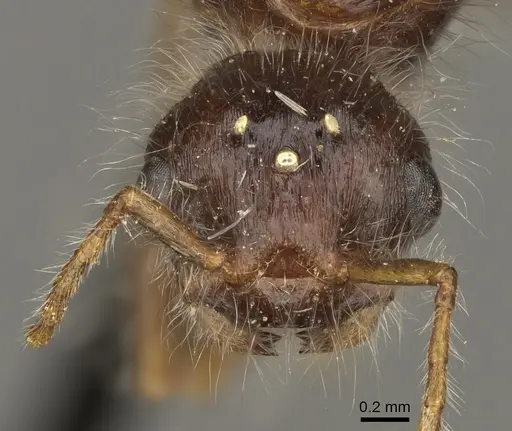 Pogonomyrmex maricopa - CASENT0863108