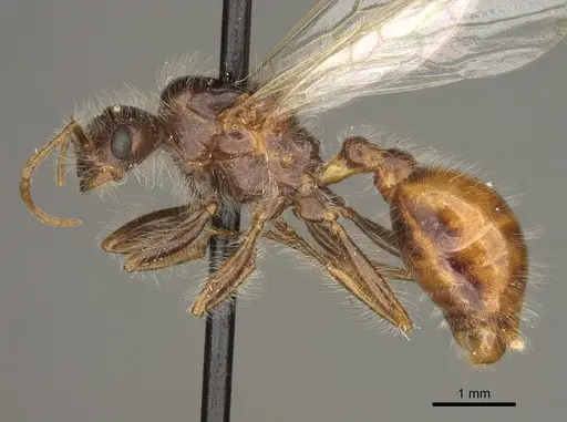 Pogonomyrmex maricopa - CASENT0863108