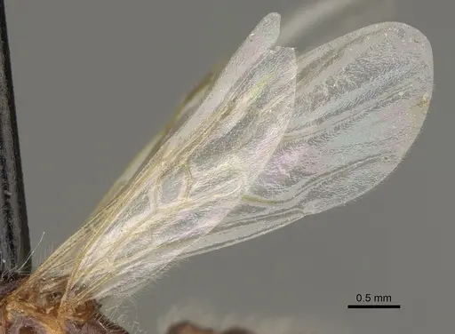 Pogonomyrmex maricopa - CASENT0863108