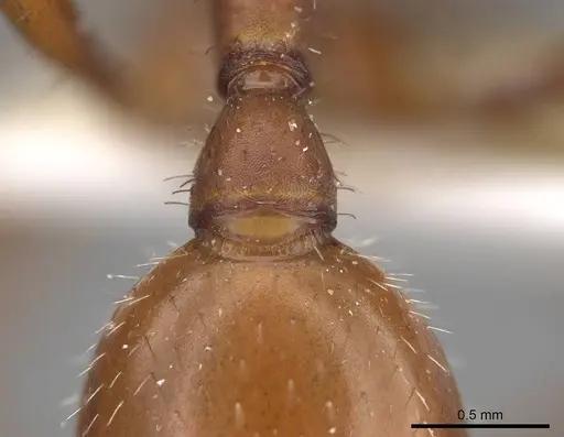Pogonomyrmex maricopa - CASENT0914103