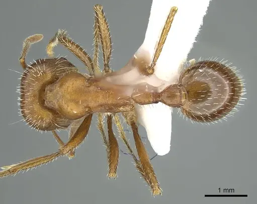 Pogonomyrmex maricopa - CASENT0914457