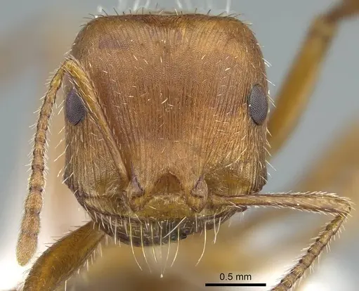 Pogonomyrmex maricopa - CASENT0914457