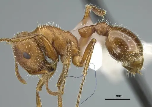 Pogonomyrmex maricopa - CASENT0914457