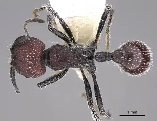 Pogonomyrmex maulensis specimen