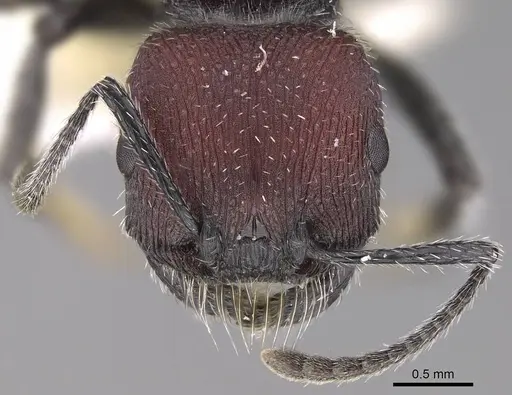 Pogonomyrmex maulensis specimen