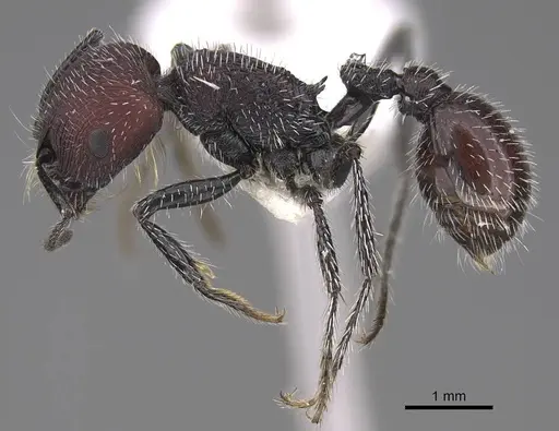 Pogonomyrmex maulensis specimen