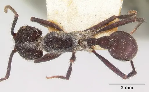 Pogonomyrmex mayri specimen