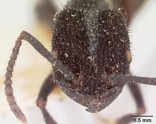 Pogonomyrmex mayri specimen