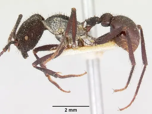 Pogonomyrmex mayri specimen