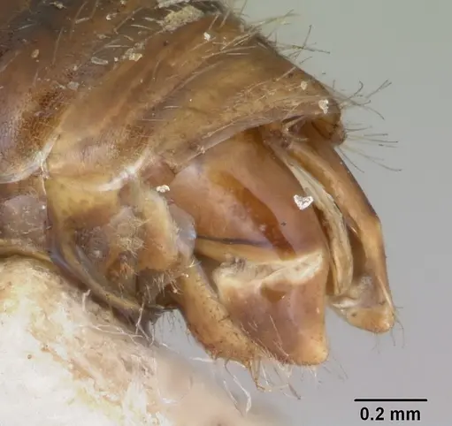 Pogonomyrmex mayri - CASENT0173354