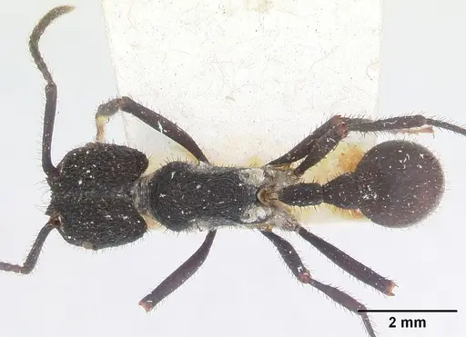 Pogonomyrmex mayri - CASENT0173357