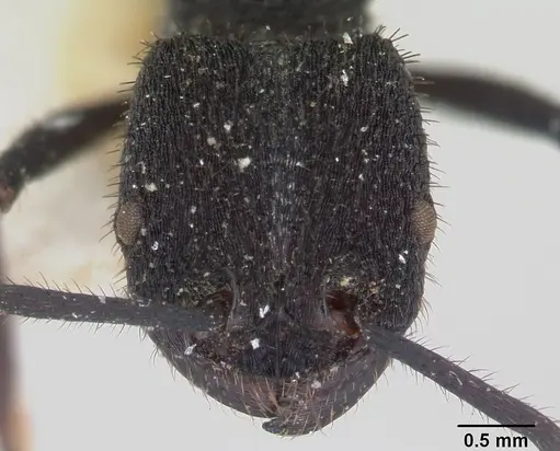 Pogonomyrmex mayri - CASENT0173357