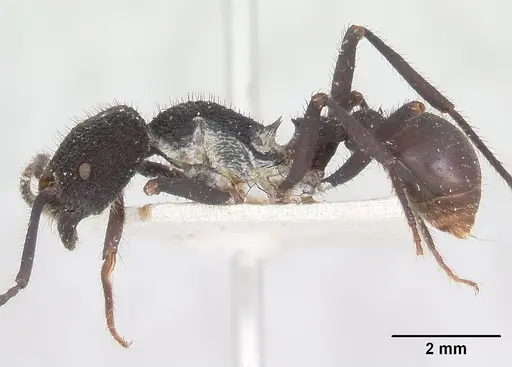 Pogonomyrmex mayri - CASENT0173357