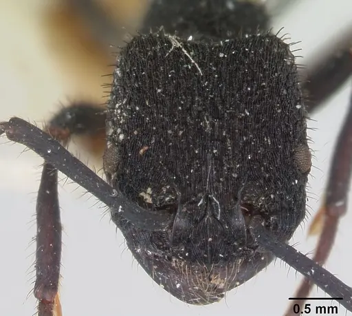 Pogonomyrmex mayri - CASENT0173358