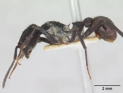 Pogonomyrmex mayri - CASENT0173358