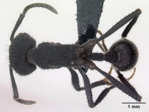 Pogonomyrmex mayri - CASENT0218756