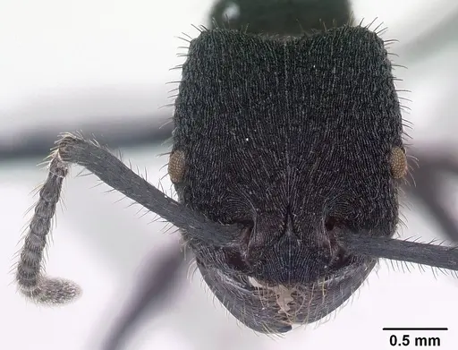 Pogonomyrmex mayri - CASENT0218756