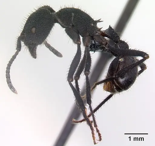 Pogonomyrmex mayri - CASENT0218756