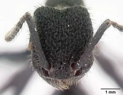 Pogonomyrmex mayri - CASENT0218757