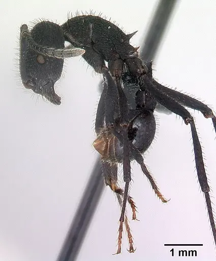 Pogonomyrmex mayri - CASENT0218757