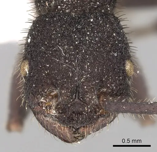 Pogonomyrmex mayri - CASENT0281109