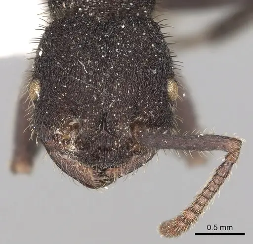 Pogonomyrmex mayri - CASENT0281109