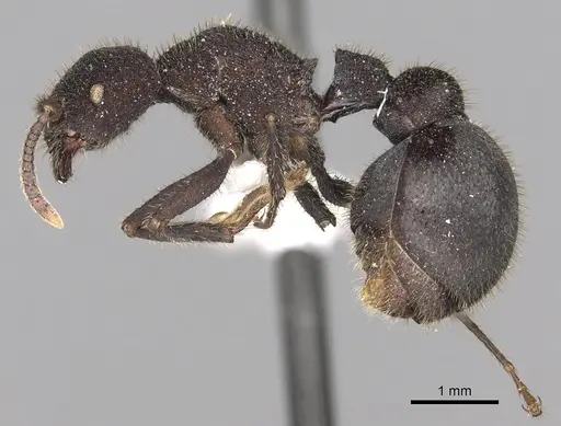Pogonomyrmex mayri - CASENT0281109