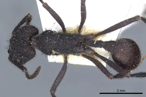 Pogonomyrmex mayri - CASENT0904119