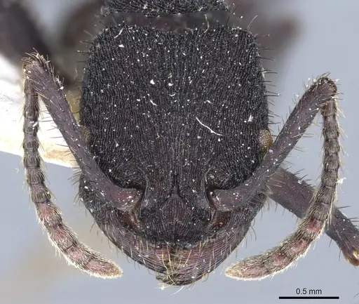 Pogonomyrmex mayri - CASENT0904119