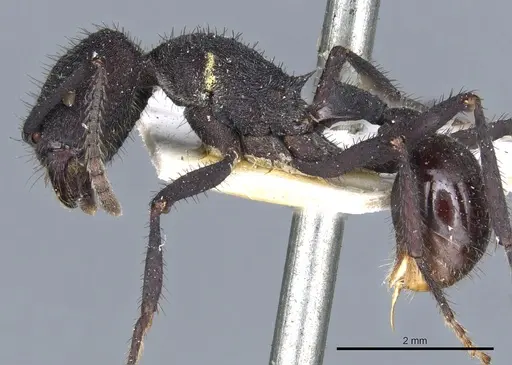 Pogonomyrmex mayri - CASENT0904119