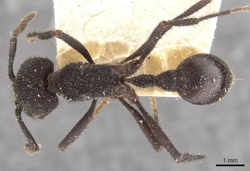 Pogonomyrmex mayri - CASENT0907675