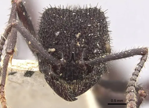 Pogonomyrmex mayri - CASENT0907675