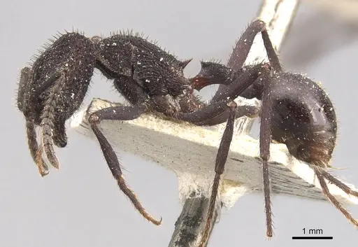 Pogonomyrmex mayri - CASENT0907675